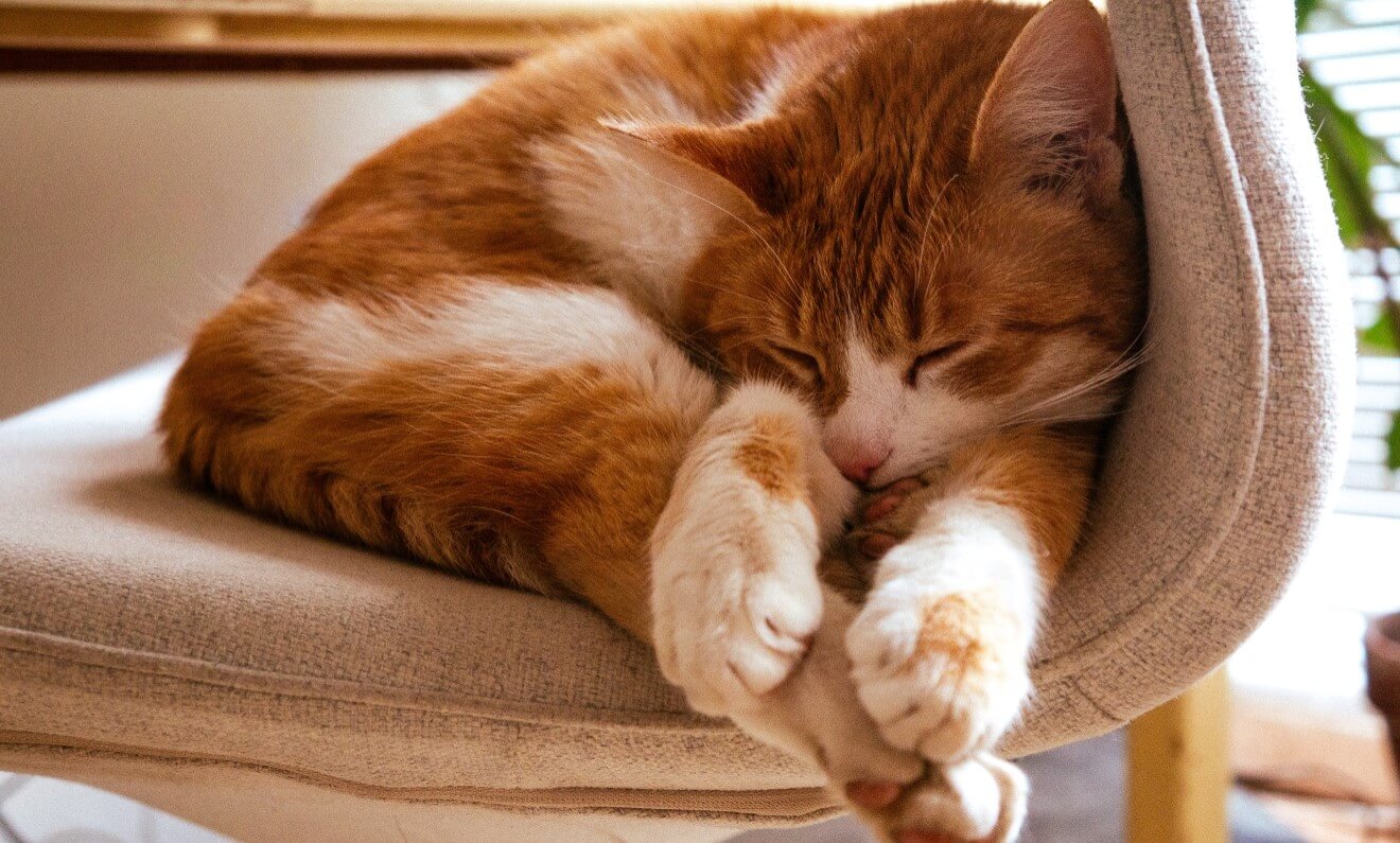 Schlafverhalten bei Katzen: Warum Ruhephasen so wichtig sind