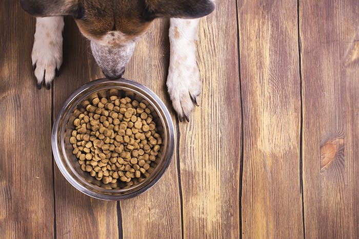 Hundefutter Testpaket – Die besten Anbieter im Vergleich für Ihren Hund