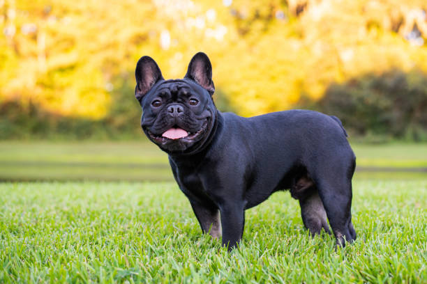 Bulldoggen mit Papiere – Warum offizielle Dokumente beim Hundekauf wichtig sind