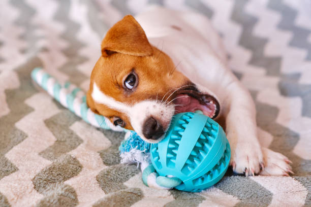 Hundespielzeug für große Hunde: So finden Halter passende Varianten